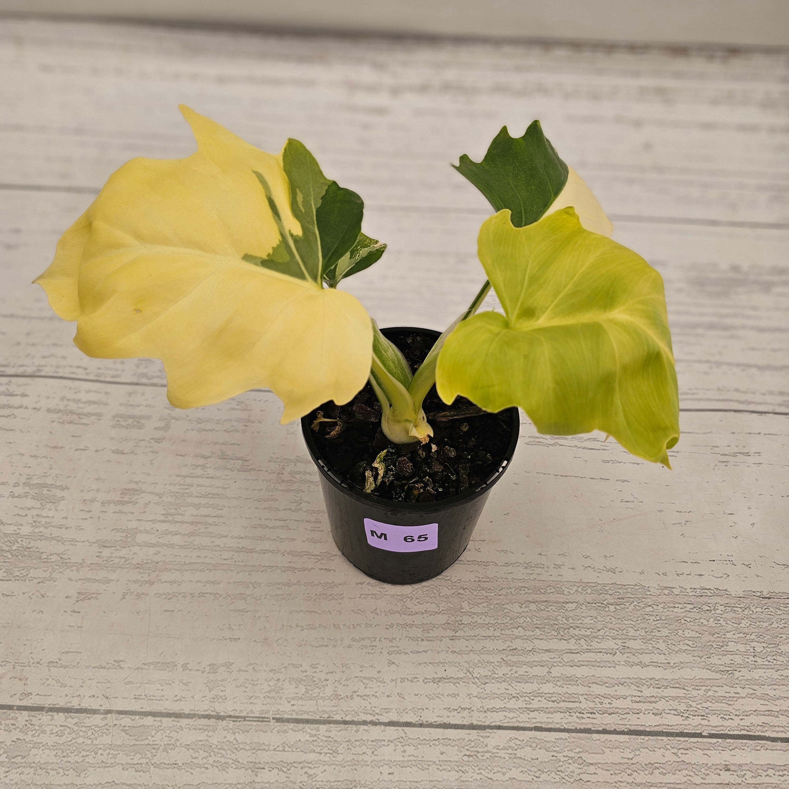 Philodendron warscewiczii 'Gold Variegata'
