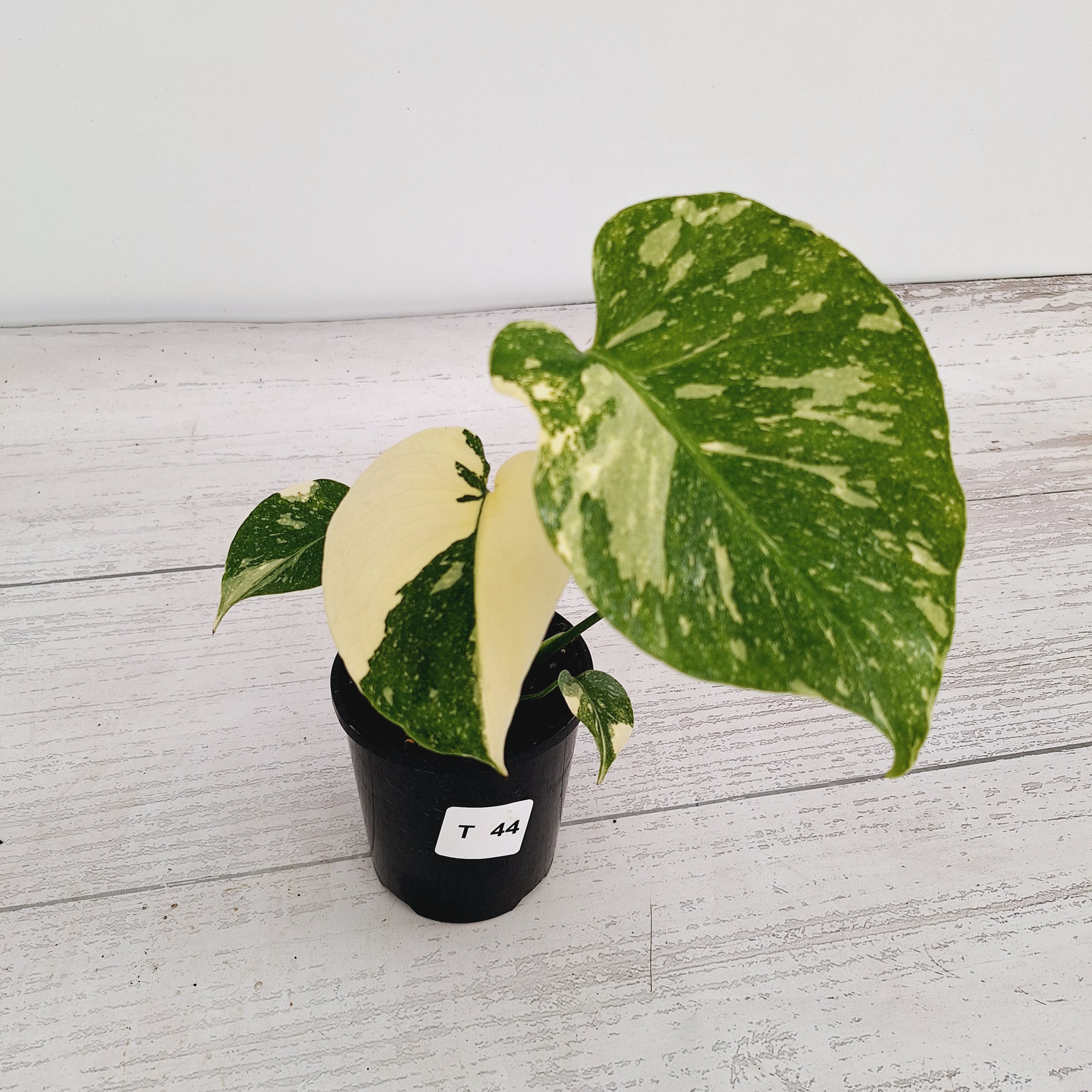 Monstera deliciosa Thai Constellation Sports