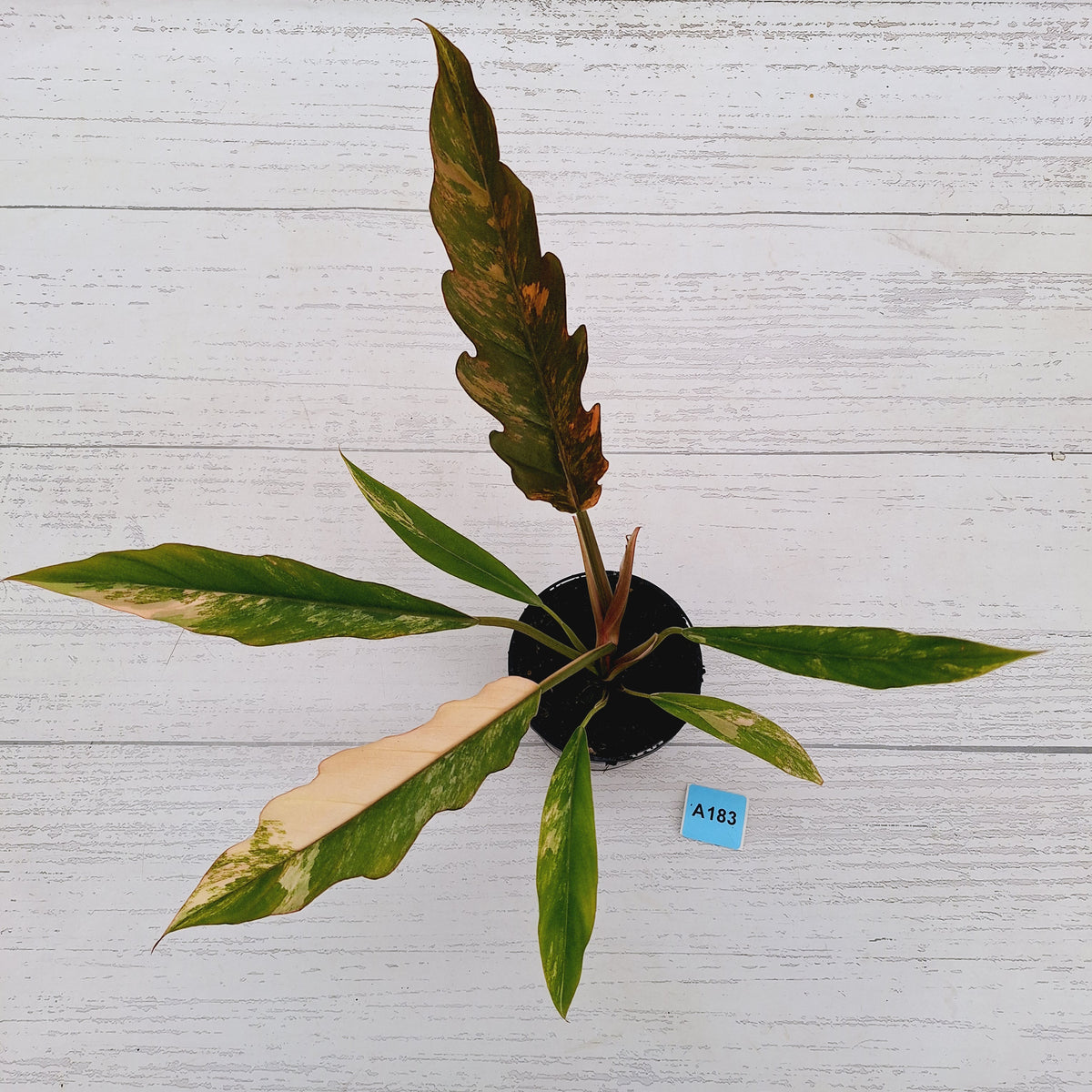 Philodendron serratum 'Caramel Marble' -flash sale