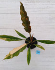 Philodendron serratum 'Caramel Marble' -flash sale