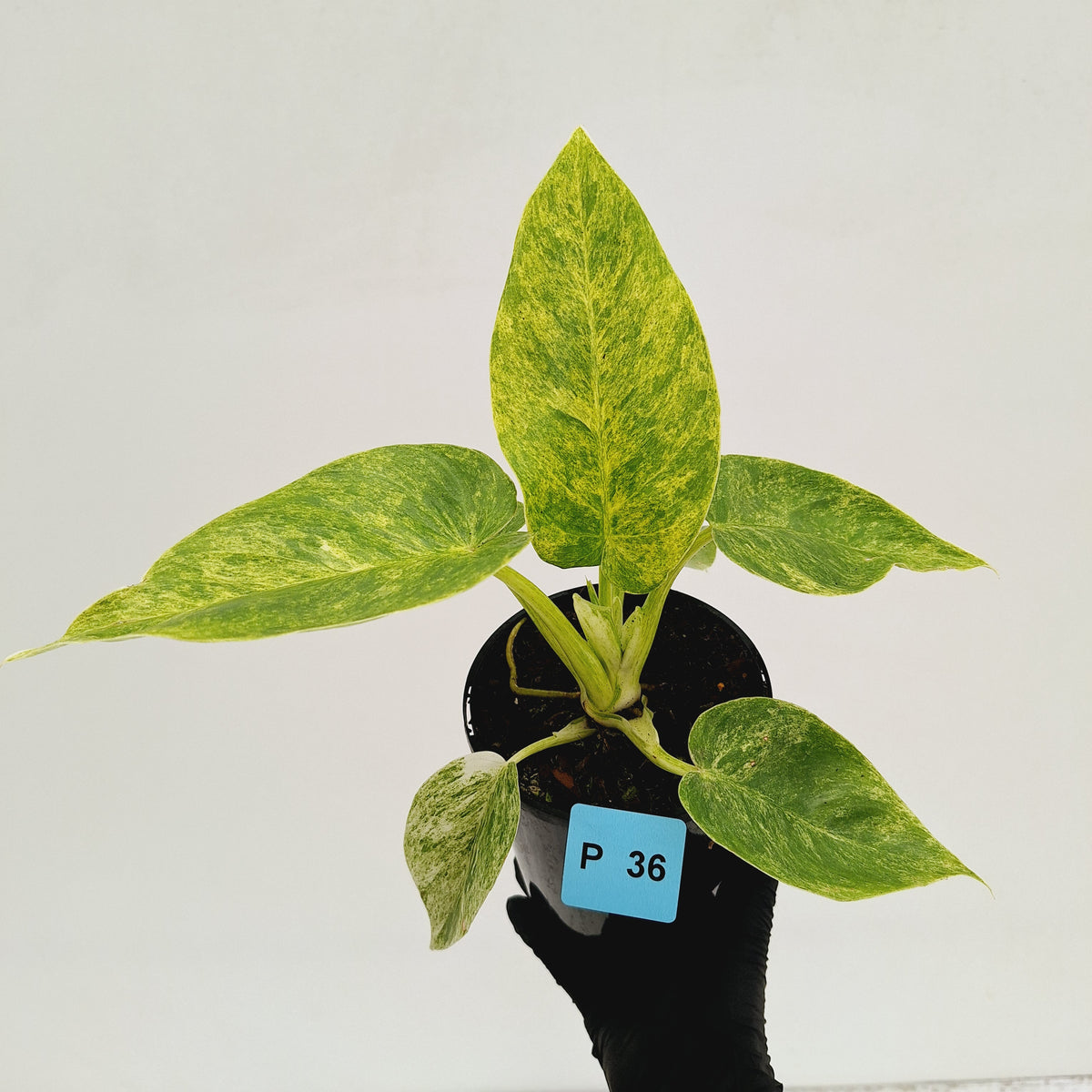 Philodendron giganteum Blizzard - SALE