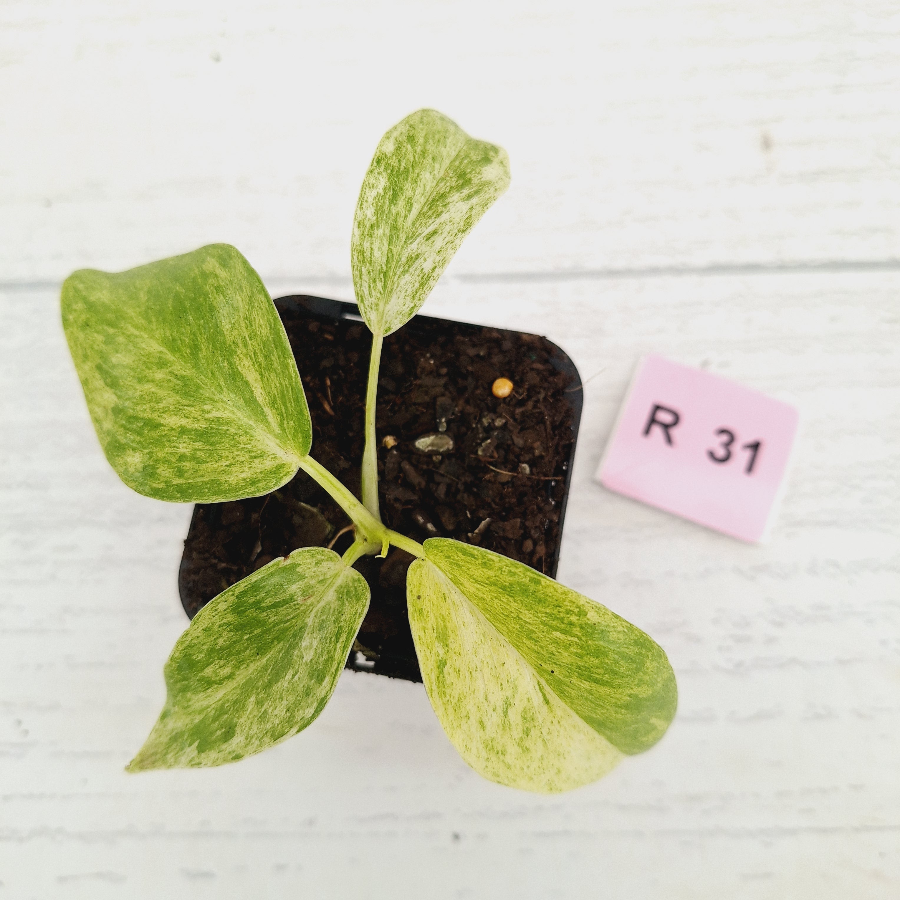 Philodendron giganteum Blizzard - SALE