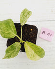 Philodendron giganteum Blizzard - SALE