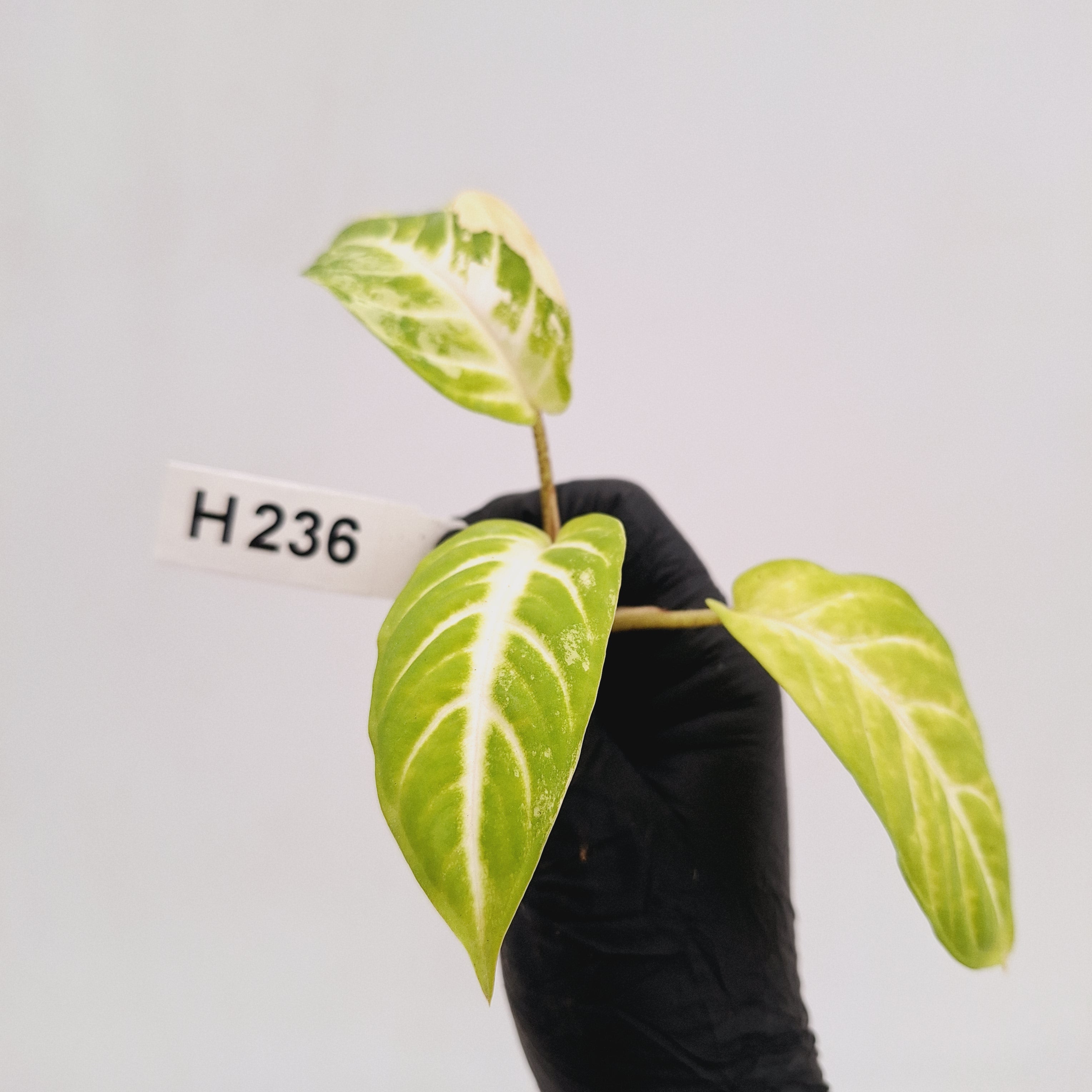 Phyllotaenium lindenii Magnificum Variegata -  Bare Bottom Baby