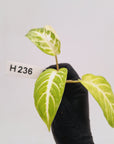 Phyllotaenium lindenii Magnificum Variegata -  Bare Bottom Baby