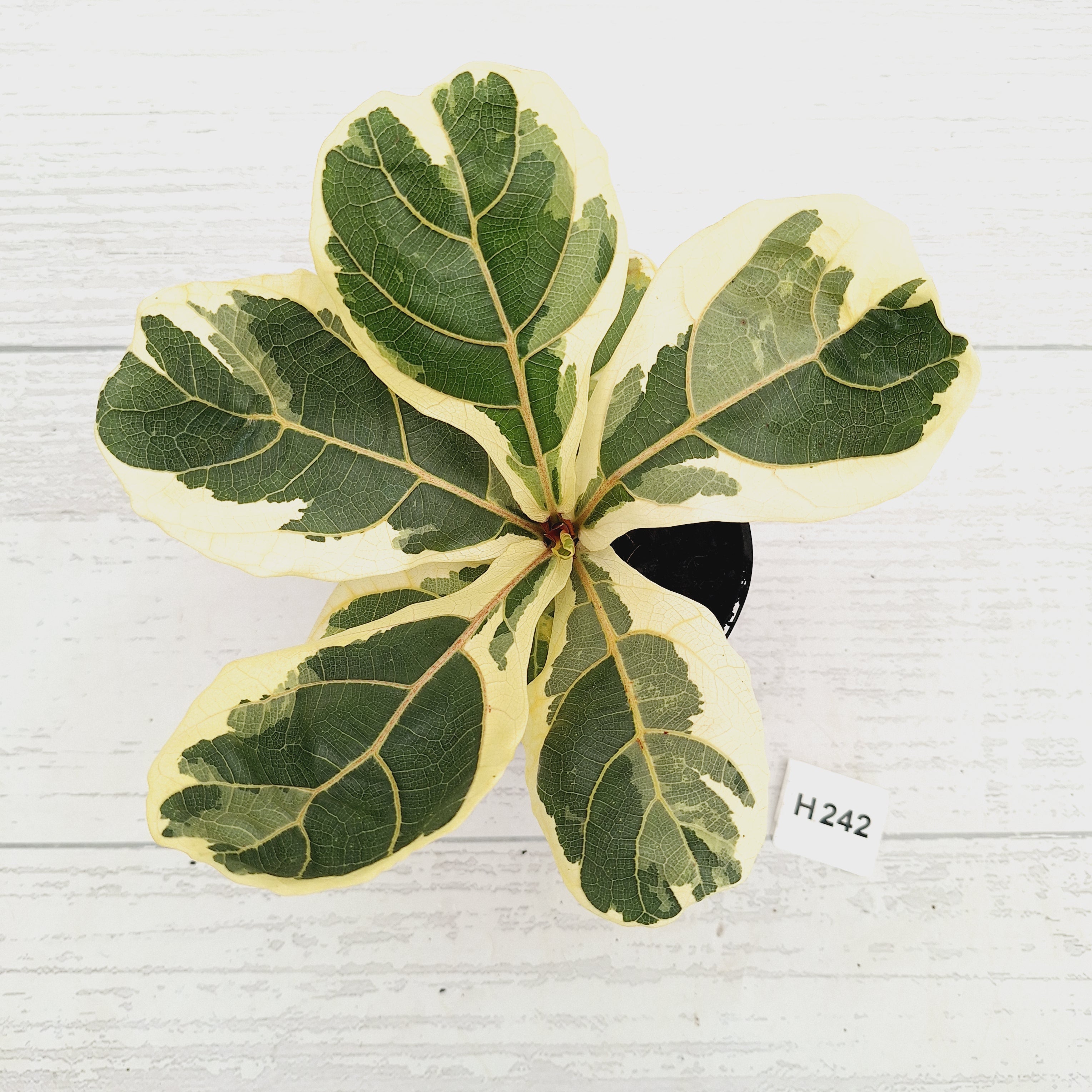 Ficus lyrata Variegata