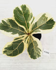 Ficus lyrata Variegata