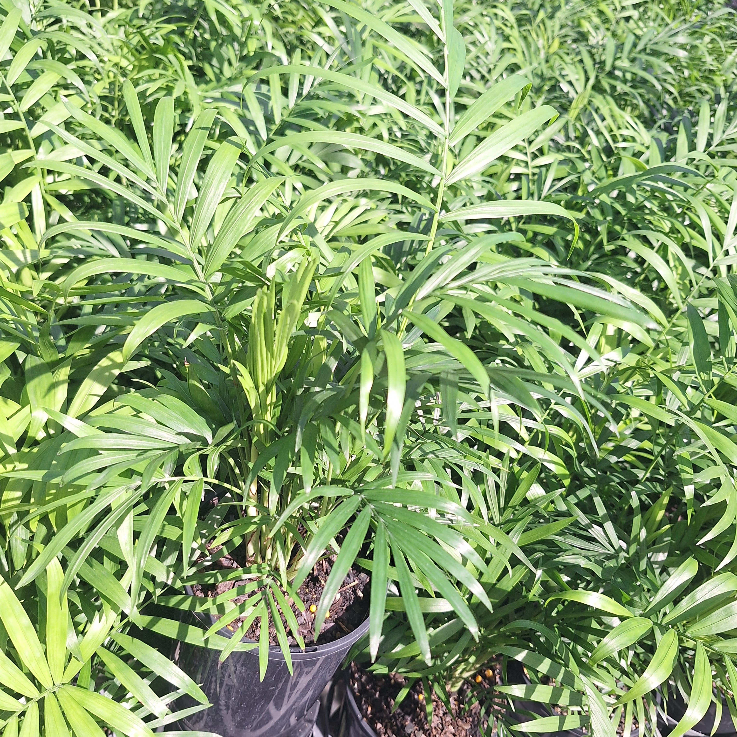 Chamaedorea elegans Parlour Palm