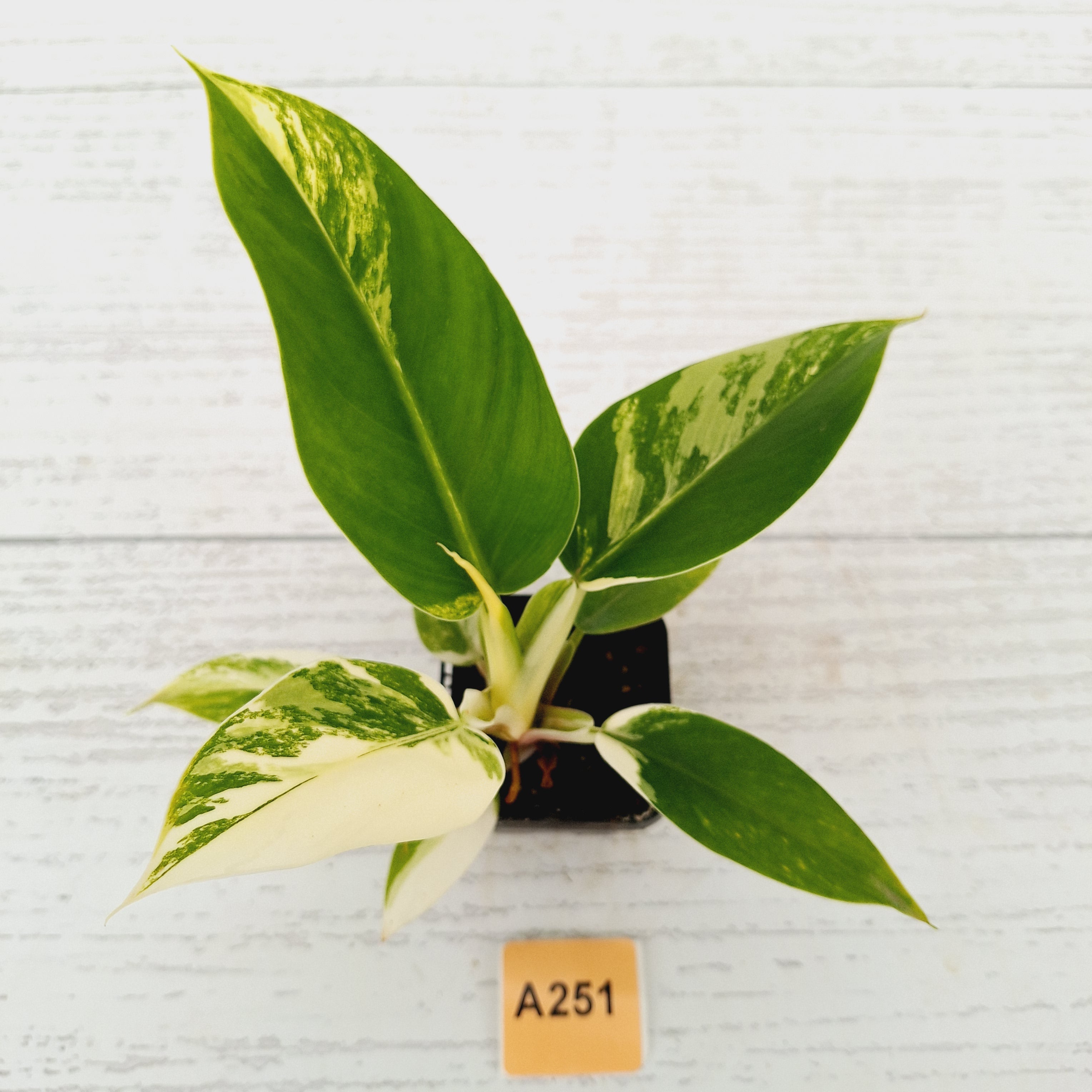 Philodendron imperial green variegata