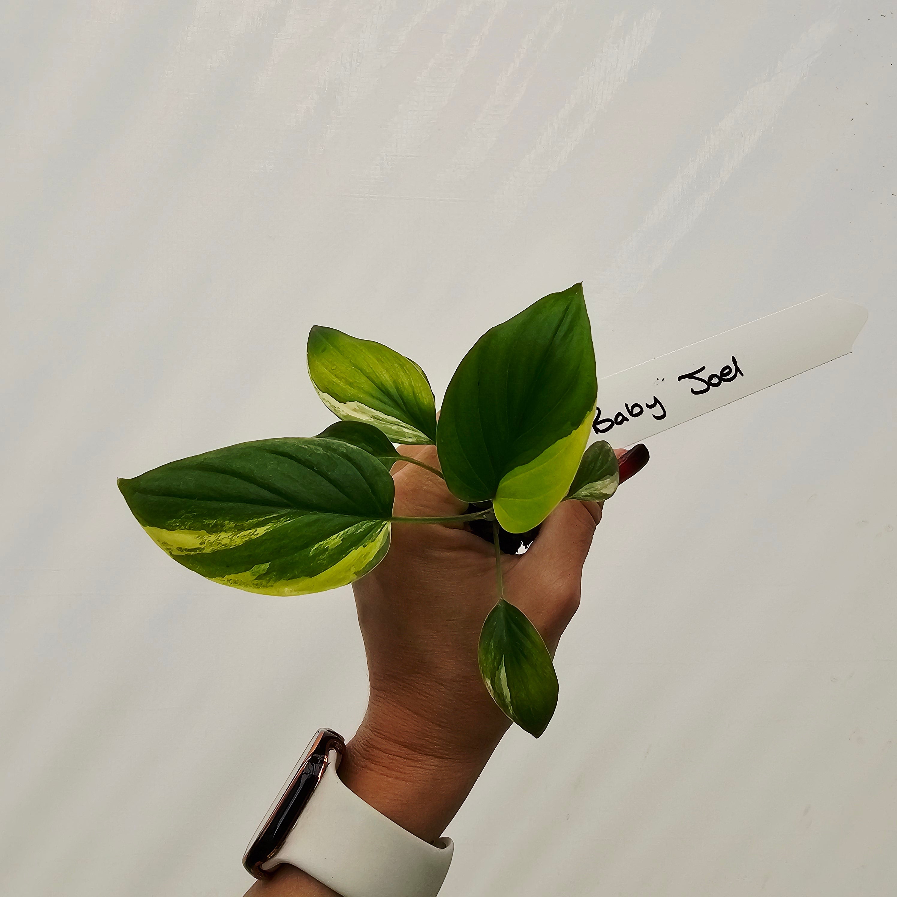 Homalomena rubescens Variegata - Bare Bottom Baby