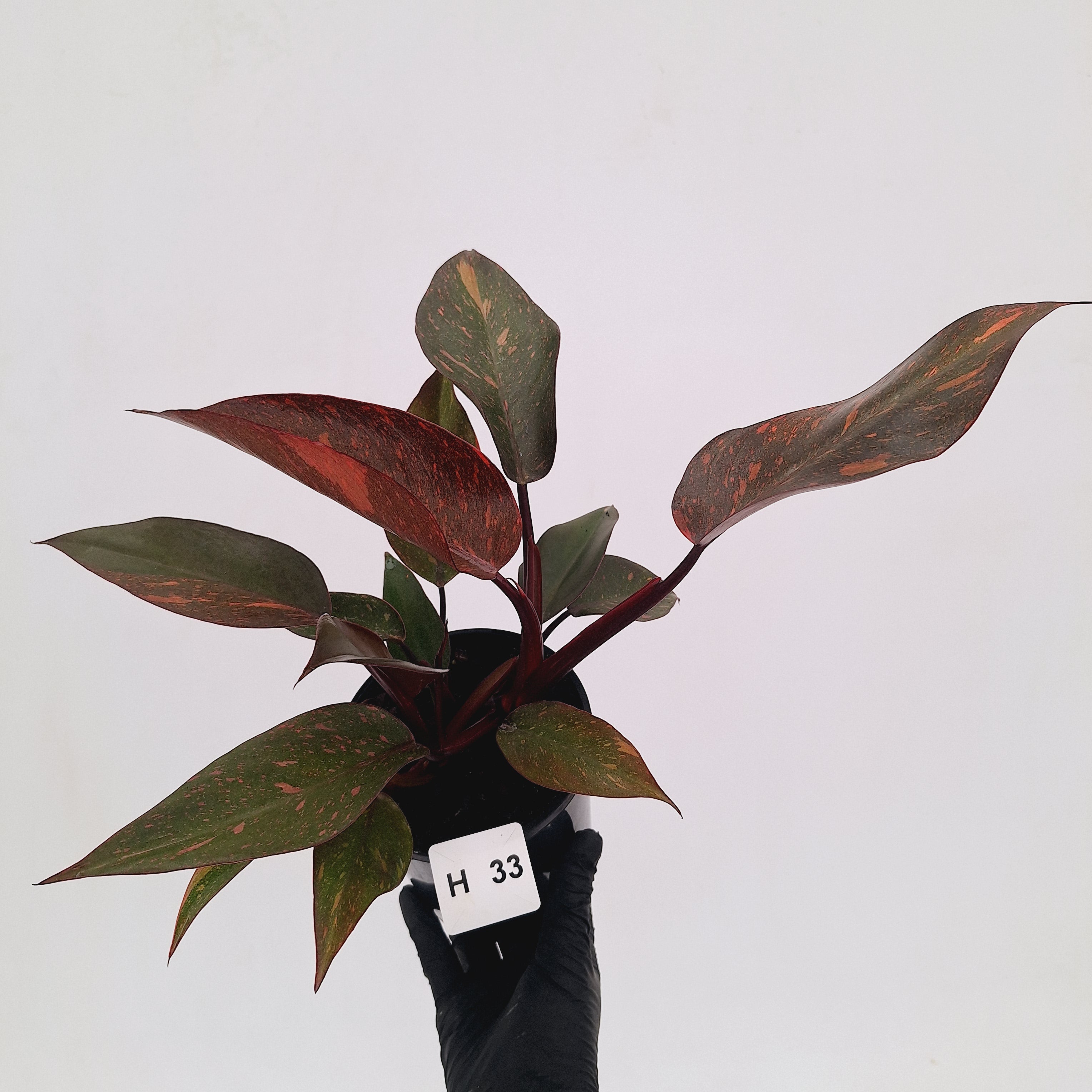 Philodendron 'Orange Princess' - FLASH SALE