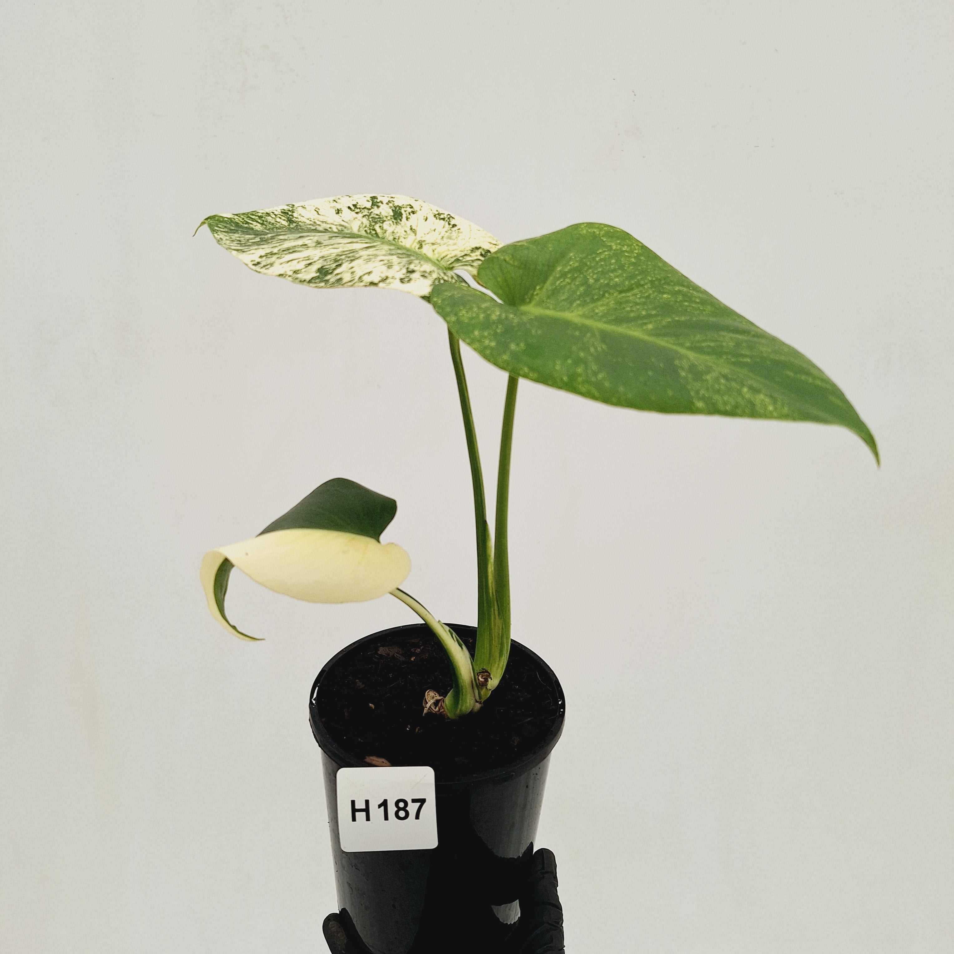 Monstera Deliciosa 'Mint'