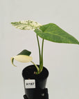 Monstera Deliciosa 'Mint'