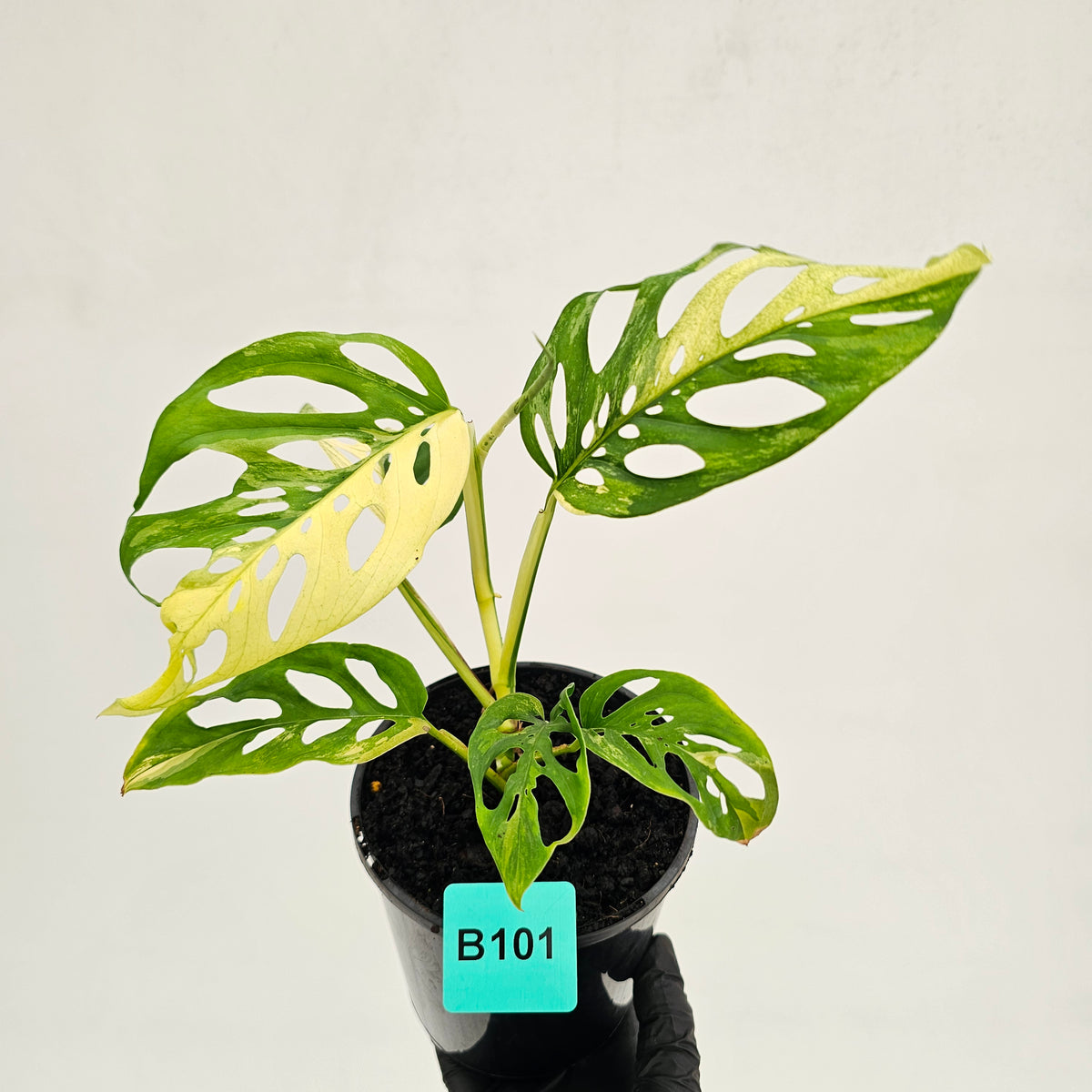 Monstera adansonii Variegata