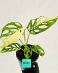 Monstera adansonii Variegata