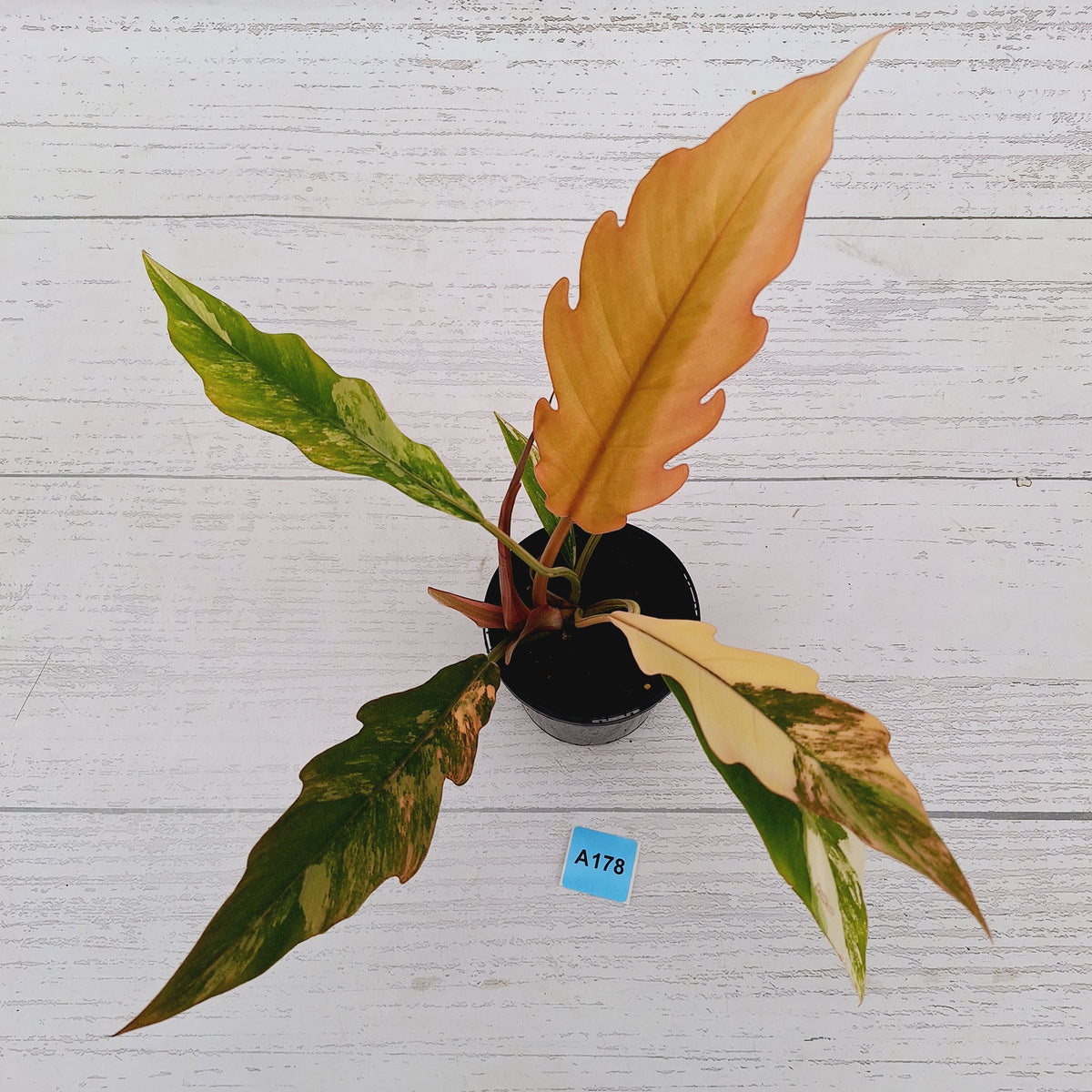 Philodendron serratum 'Caramel Marble' -flash sale