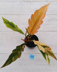 Philodendron serratum 'Caramel Marble' -flash sale