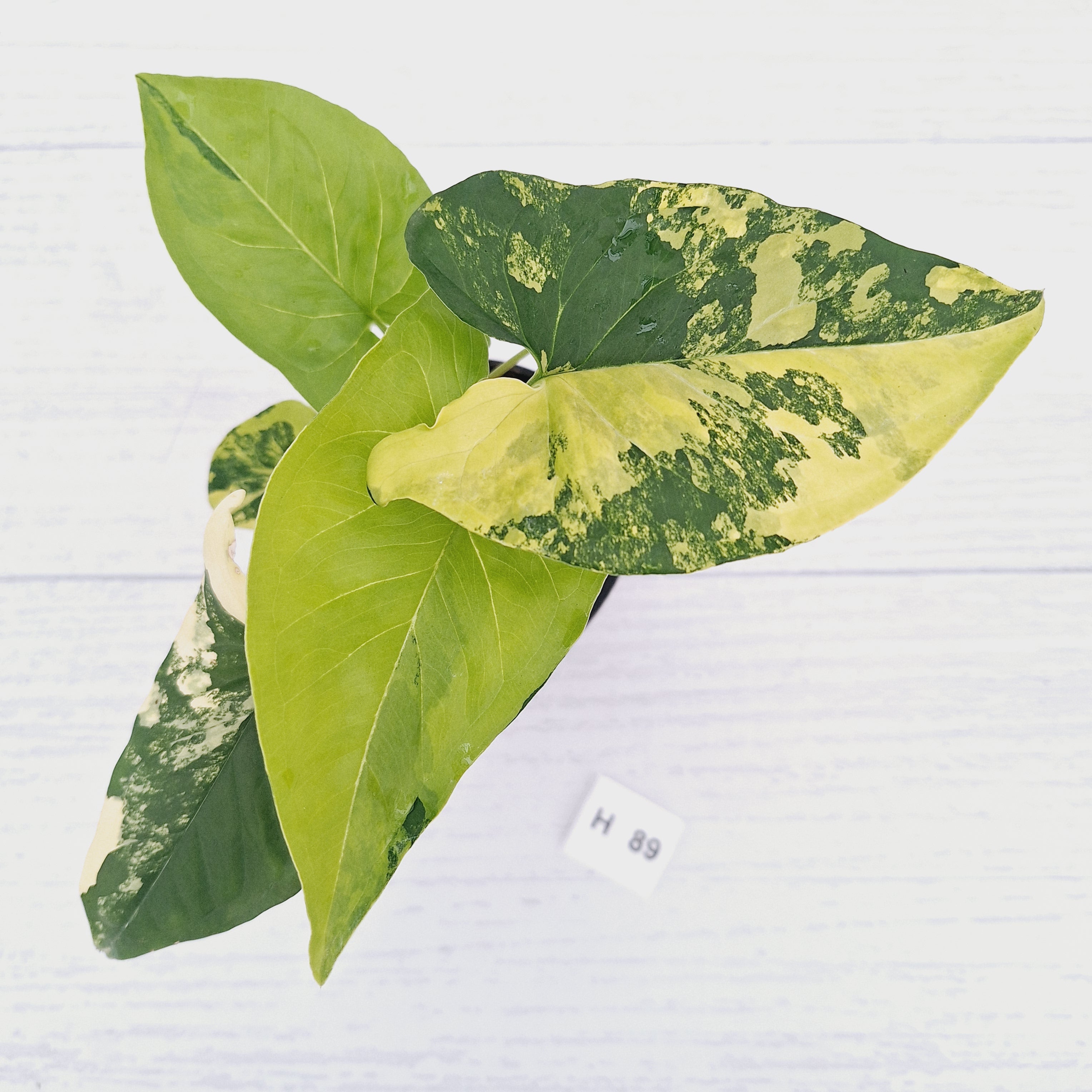 Syngonium podophyllum 'Gold'