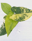 Syngonium podophyllum 'Gold'
