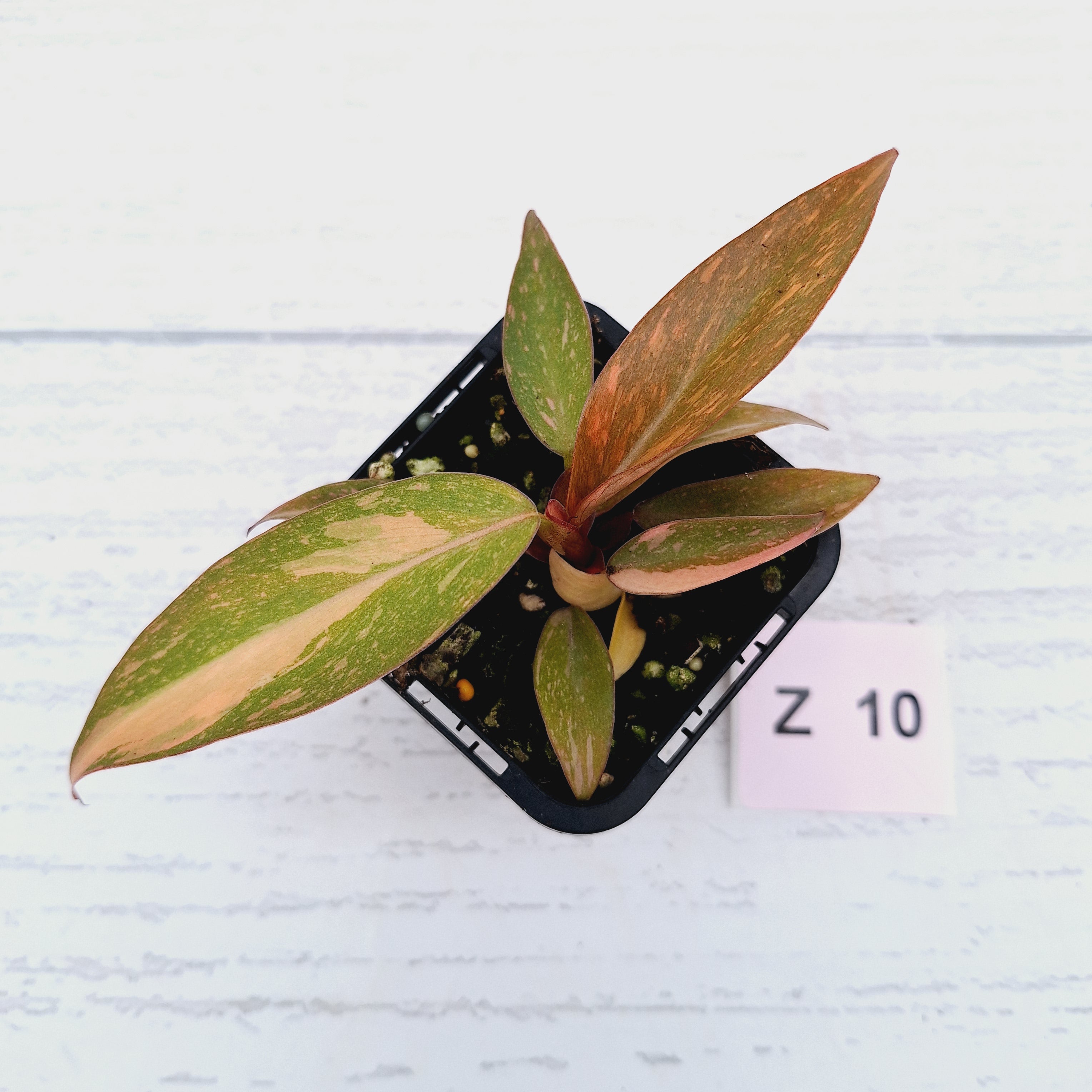 Philodendron &#39;Orange Princess&#39;