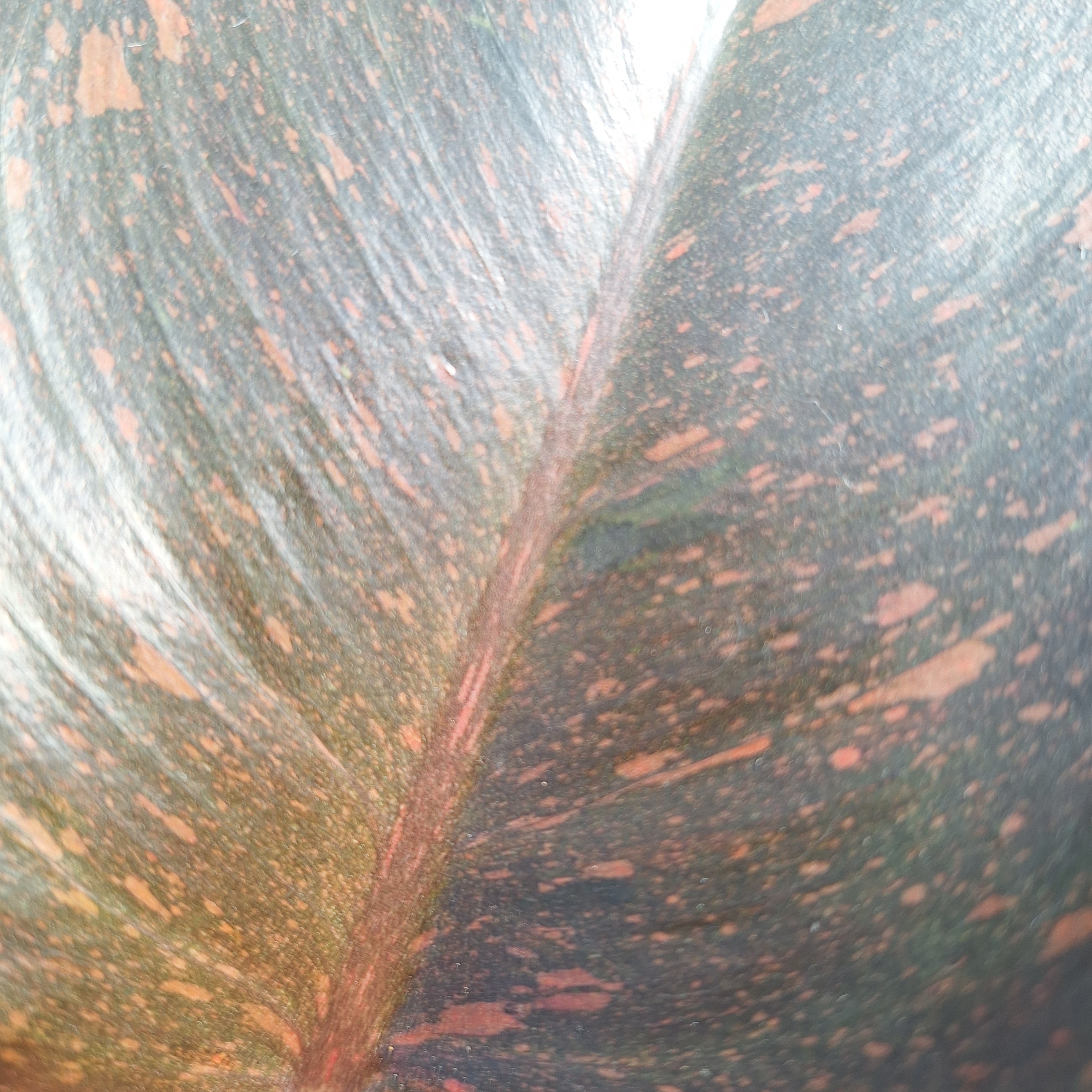 Philodendron 'Orange Princess'