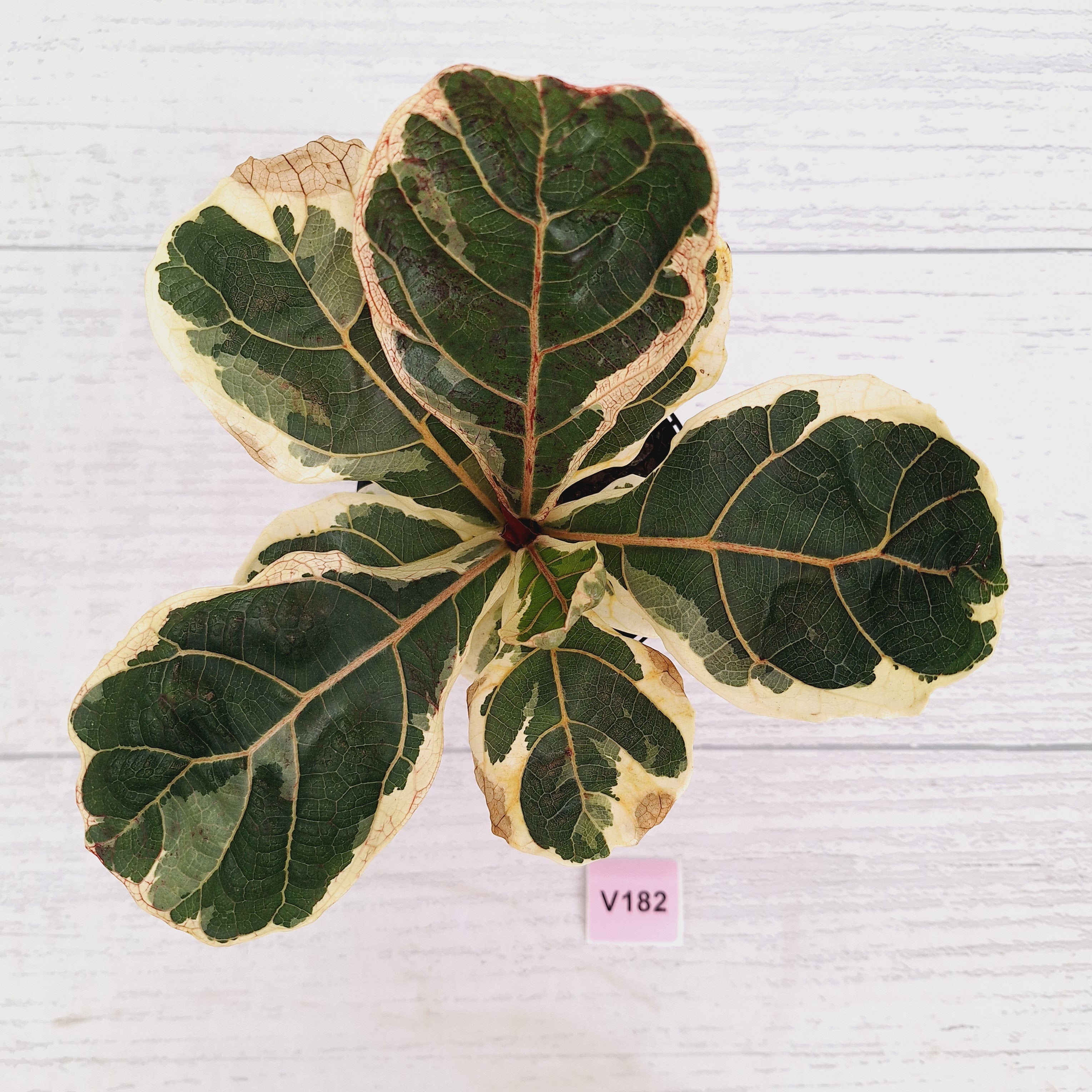 Ficus lyrata Variegata
