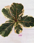 Ficus lyrata Variegata