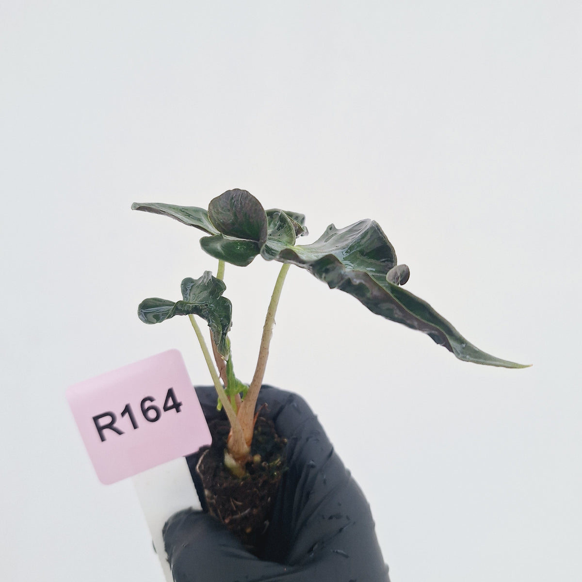 Alocasia ‘Loco’- Bare Bottom Baby - SALE