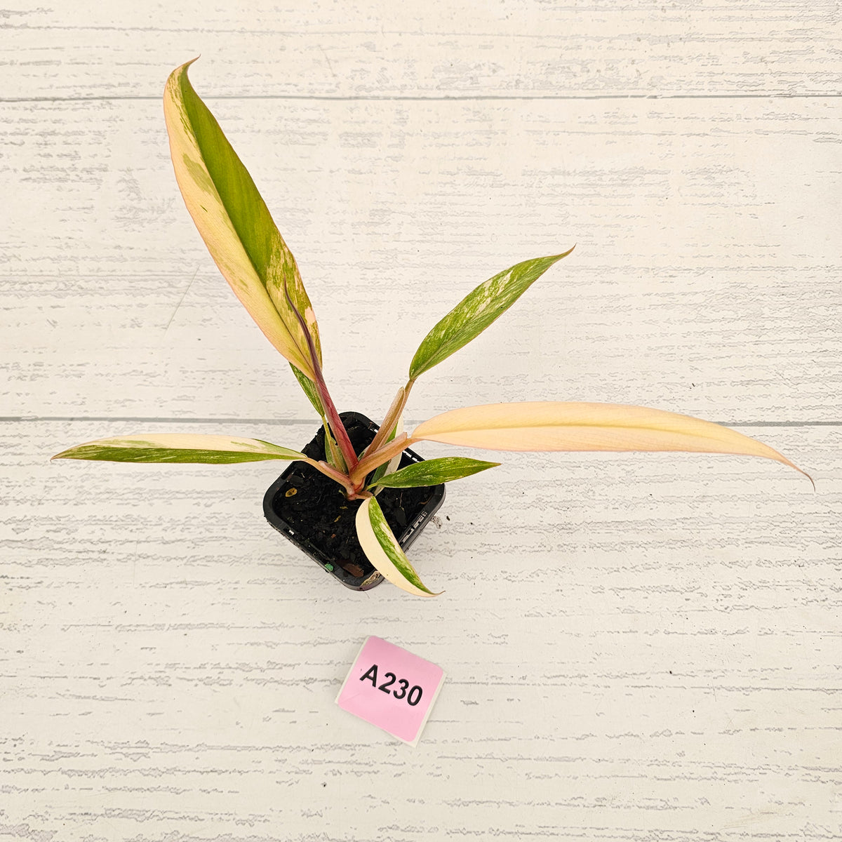 Philodendron serratum 'Caramel Marble' -flash sale