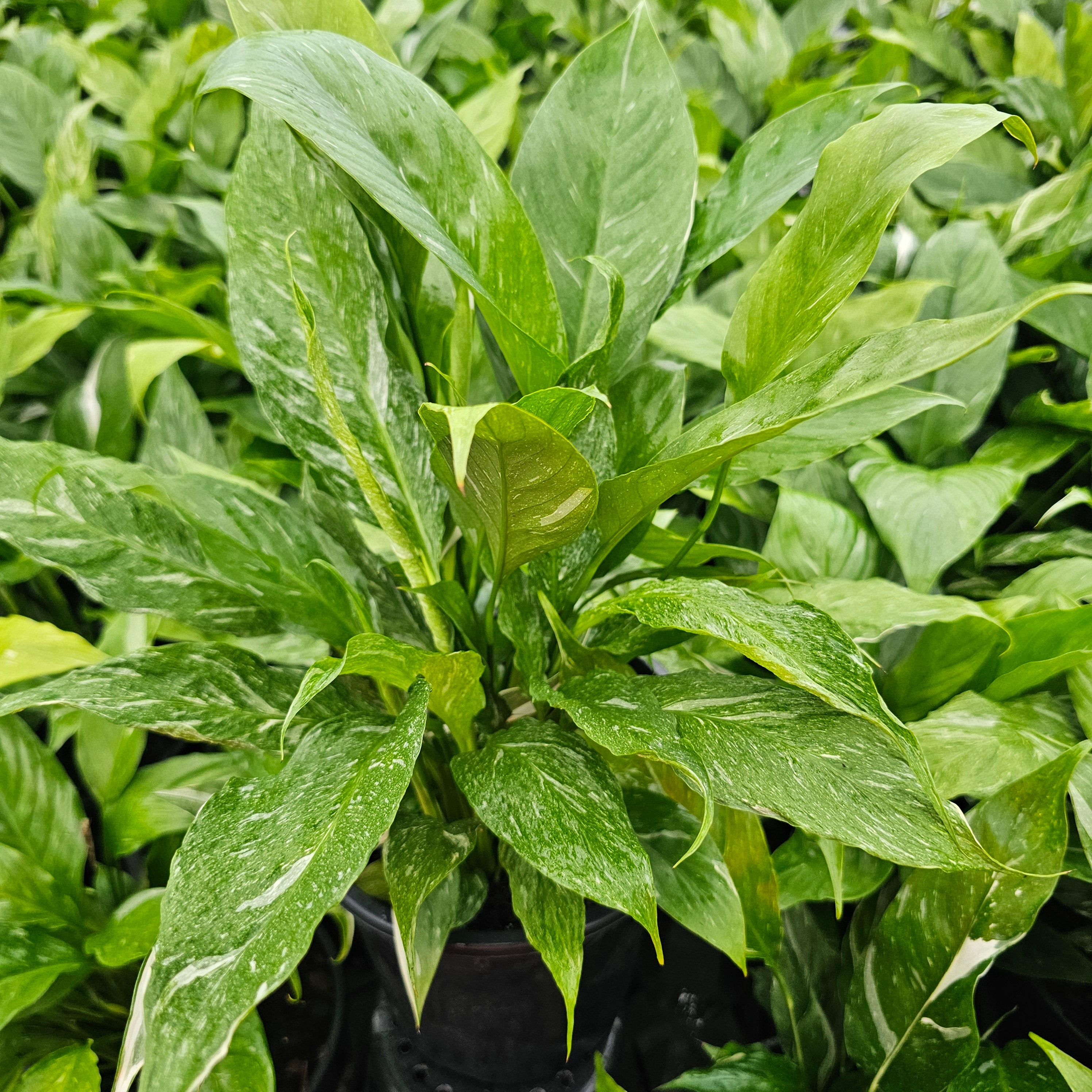 Spathiphyllum floribundum 'Jet Diamond'