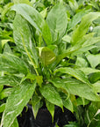Spathiphyllum floribundum 'Jet Diamond'