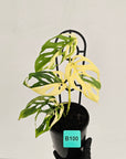 Monstera adansonii Variegata