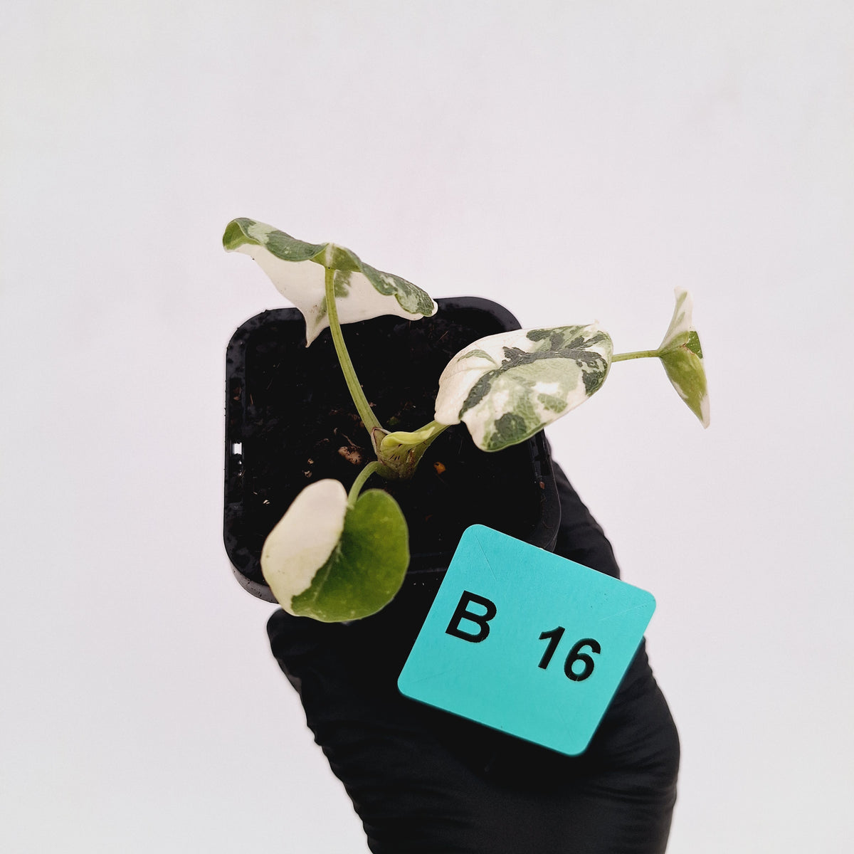 Alocasia melo 'Rhino Skin' Variegata - 70mm