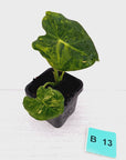 Alocasia Meclizine Aurea Variegata - sale