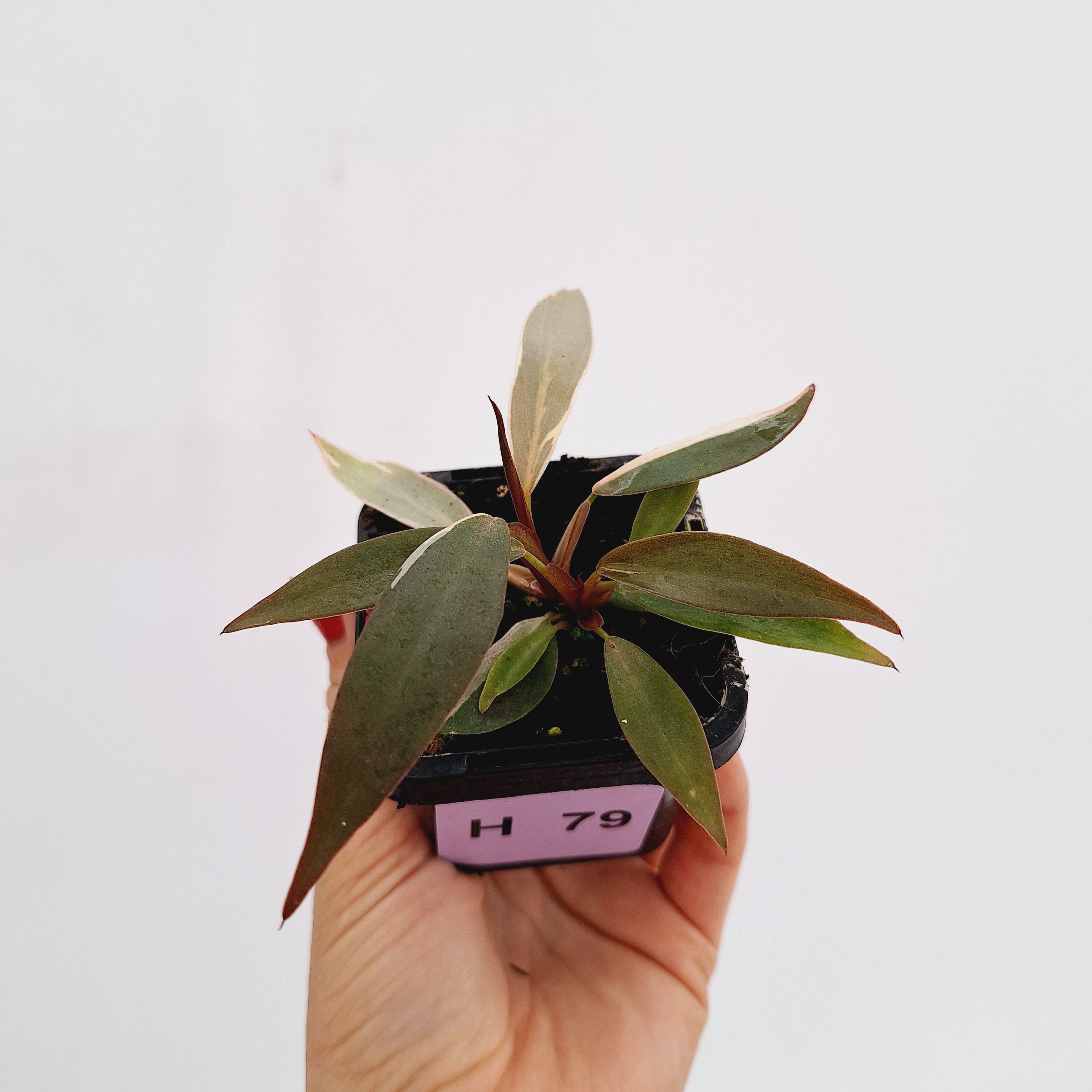 Philodendron &#39;Orange Princess&#39;