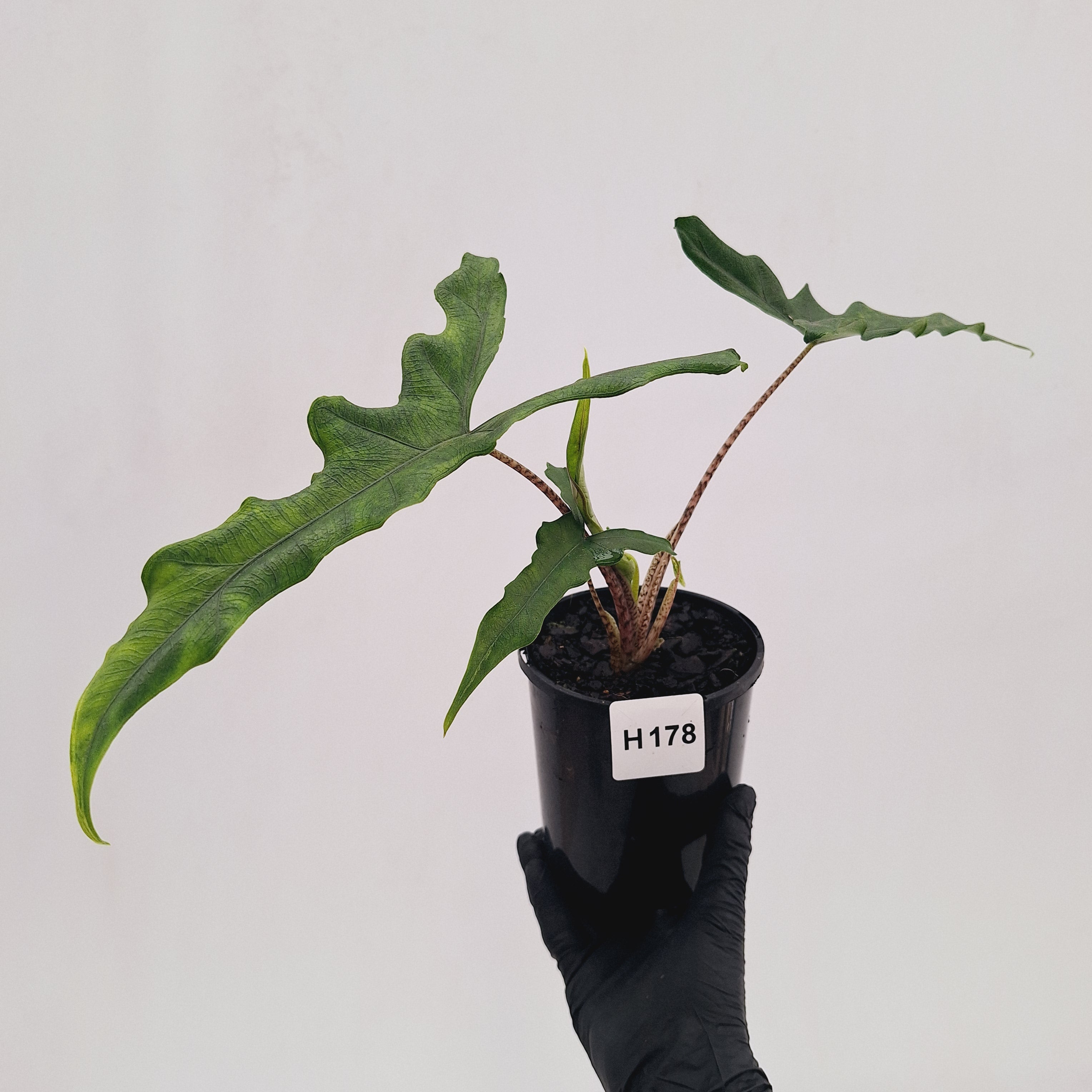 Alocasia sp. ‘Sabrina’ Aurea