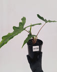 Alocasia sp. ‘Sabrina’ Aurea