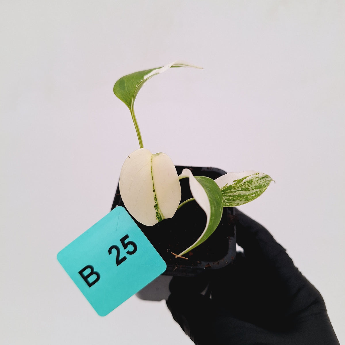 Monstera borsigiana 'Albo' - SALE