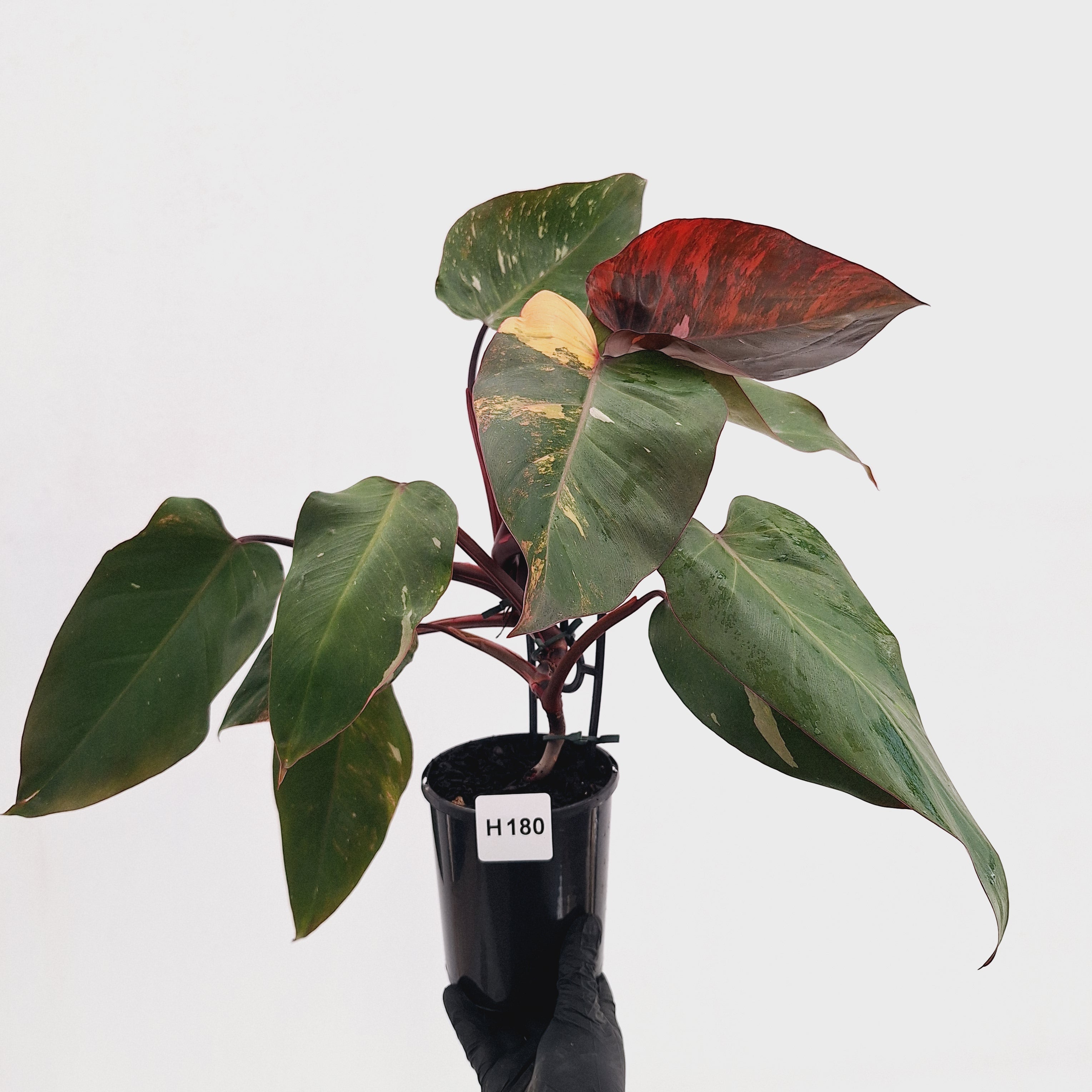 Philodendron 'Pink Princess Galaxy Marble' Sport