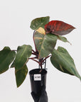 Philodendron 'Pink Princess Galaxy Marble' Sport