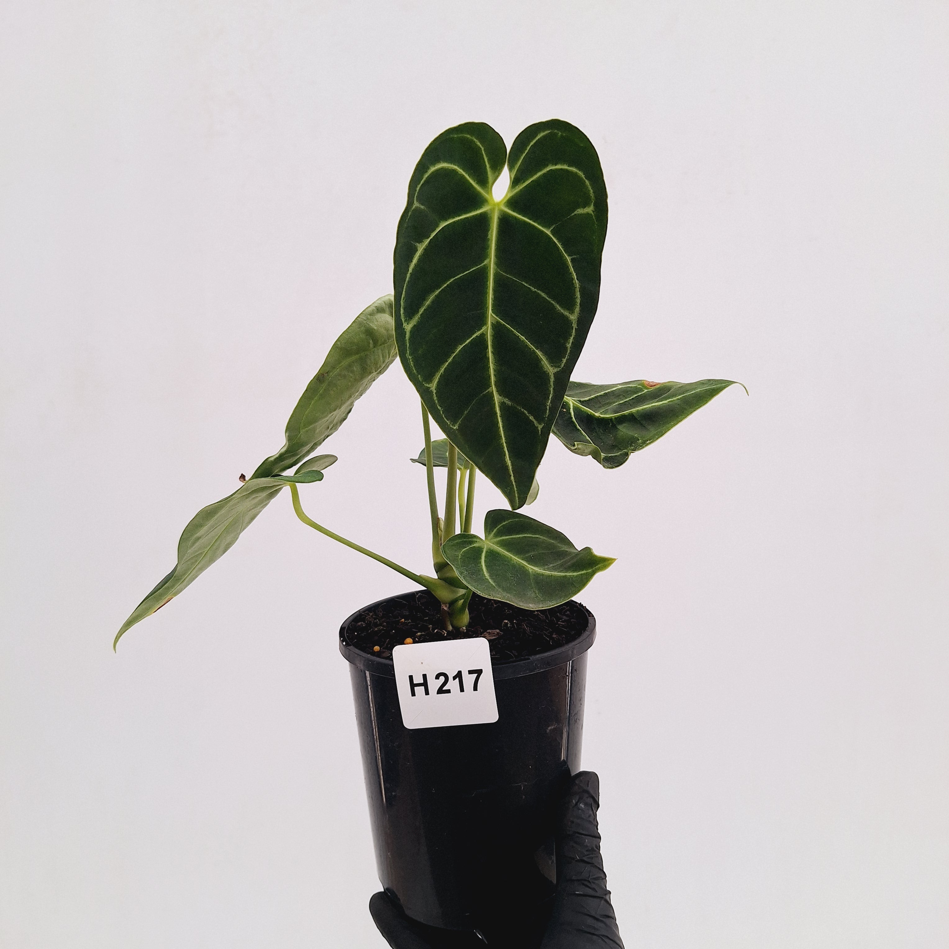 Anthurium Regale