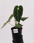 Anthurium Regale
