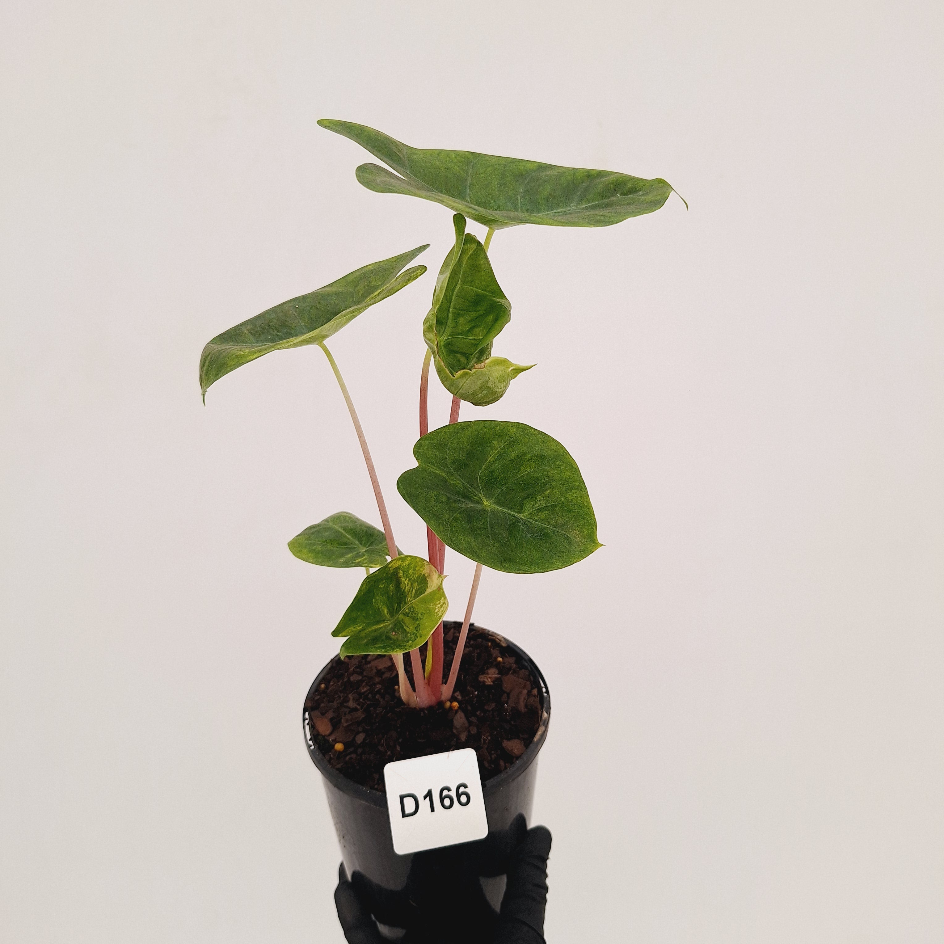 Alocasia 'Morocco' Variegated - SALE