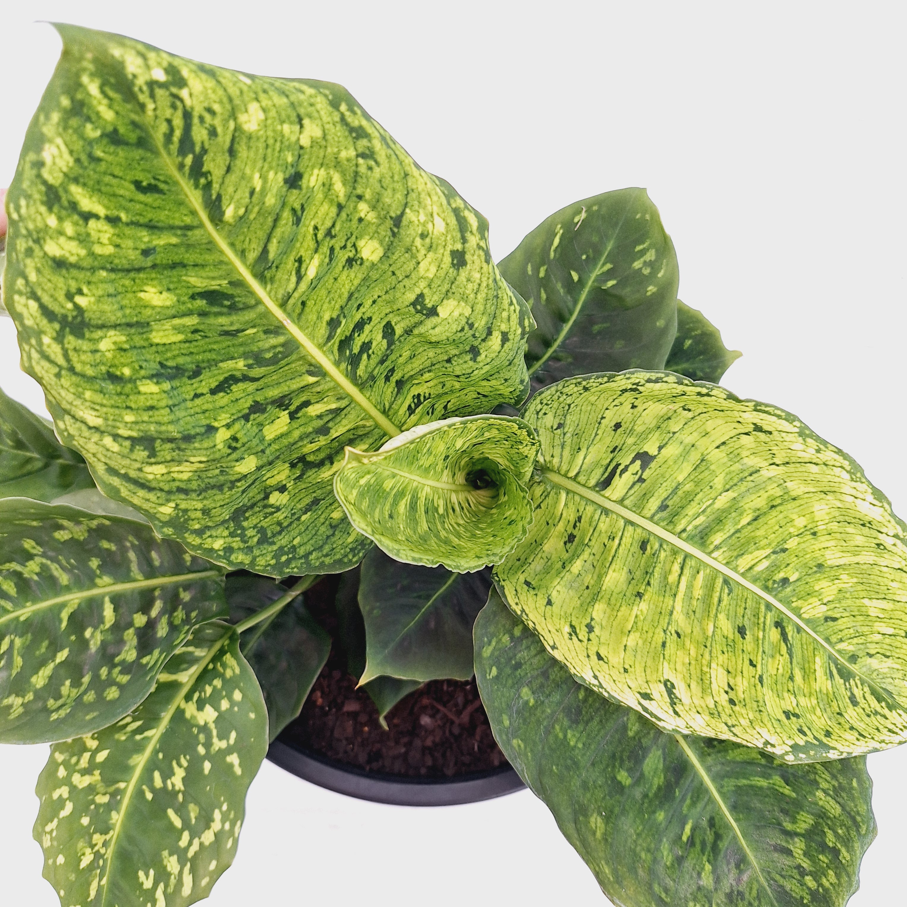 Dieffenbachia maculata 'Reflector' Variegata