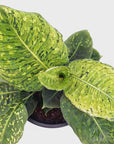Dieffenbachia maculata 'Reflector' Variegata