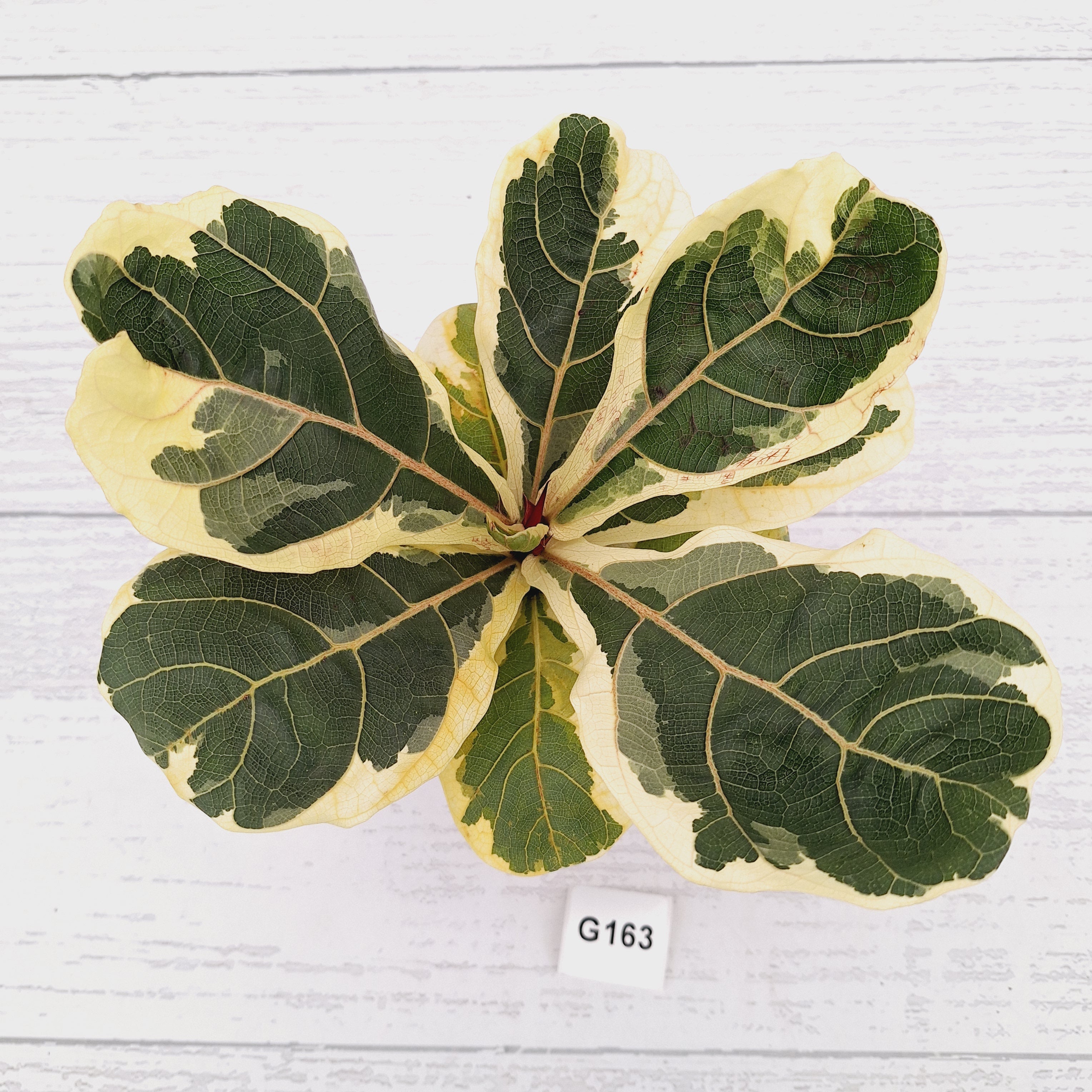 Ficus lyrata Variegata