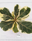 Ficus lyrata Variegata