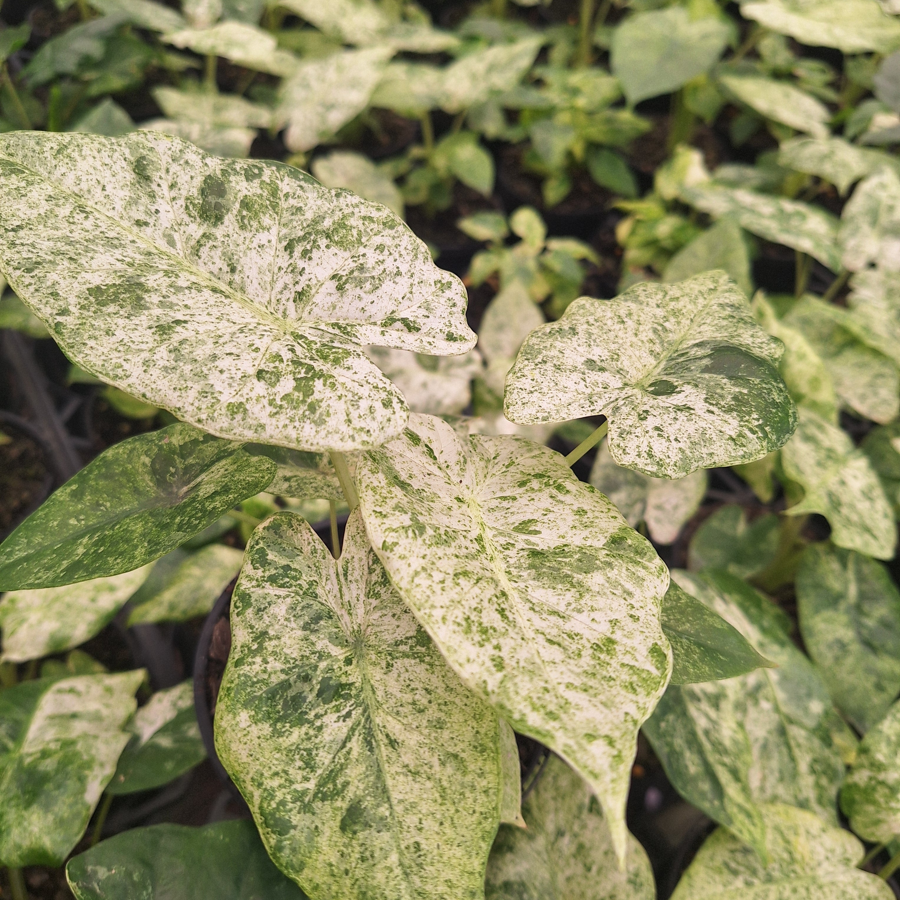 Alocasia odora' Batik '
