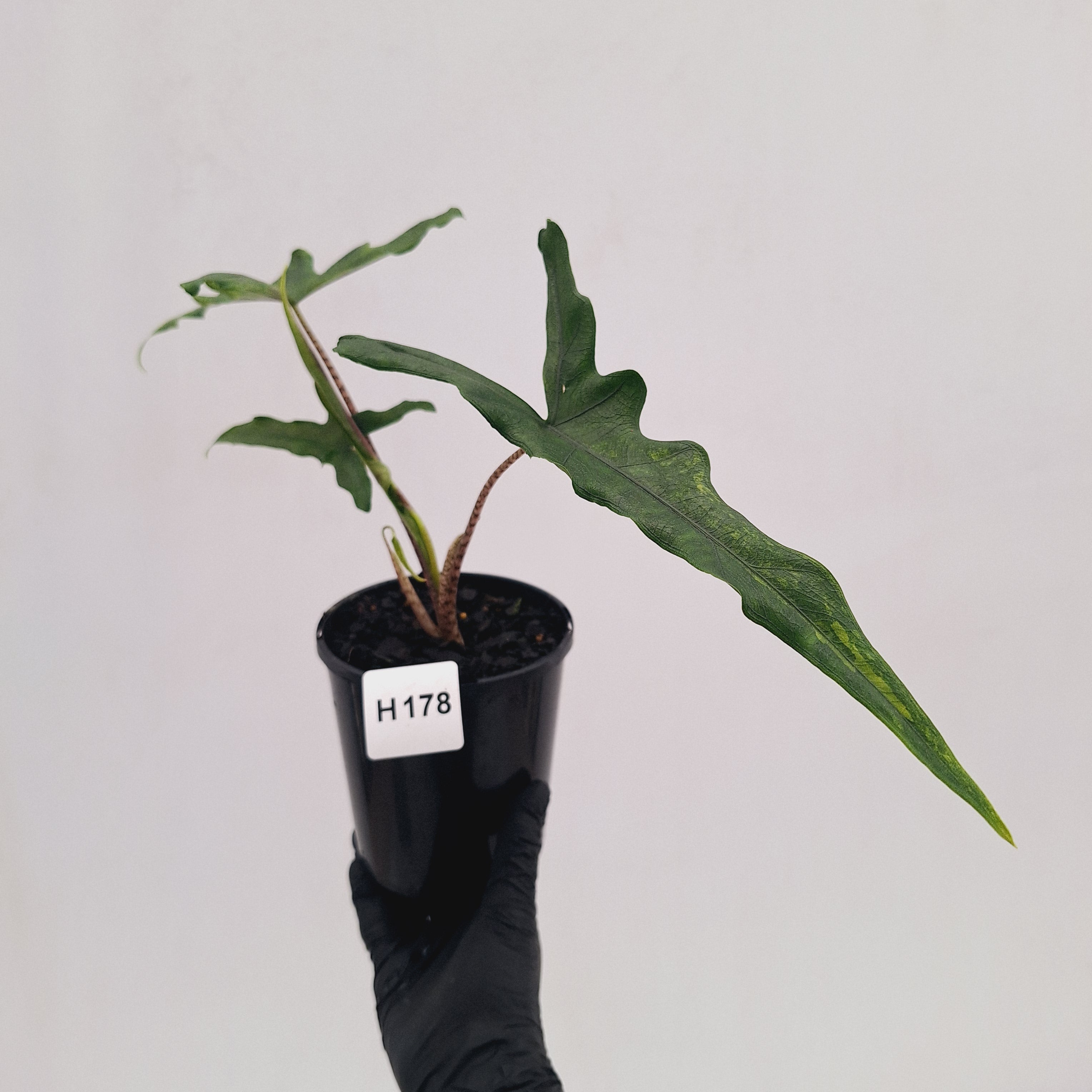 Alocasia sp. ‘Sabrina’ Aurea