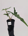 Alocasia sp. ‘Sabrina’ Aurea